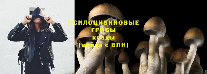 Галлюциногенные грибы Psilocybine cubensis  Добрянка 